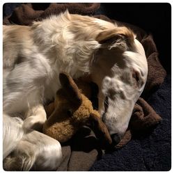 High angle view of dog resting