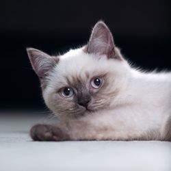 Close-up portrait of kitten