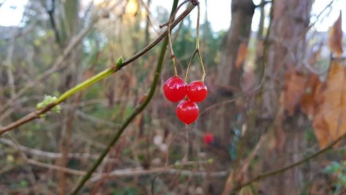 Close-up of red berries on branch