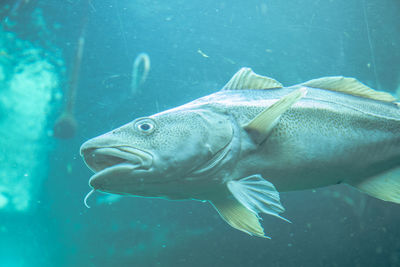 Close-up of fish swimming in aquarium