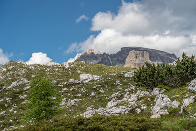 Low angle view of plants growing on rock against sky