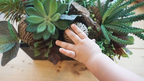 Cropped hand touching potted plant