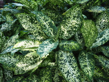 Full frame shot of green leaves