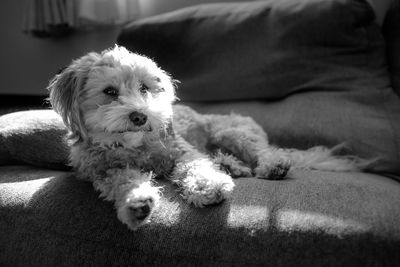 Close-up of dog at home