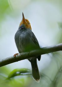 Close-up of bird perching on tree