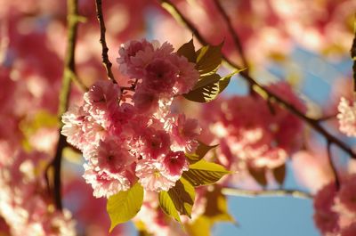 Close-up of pink cherry blossom