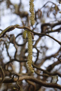 Low angle view of branches against sky