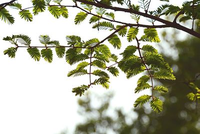 Low angle view of tree against sky