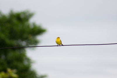 Yellow bird on wire