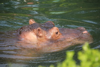 Duck swimming in lake