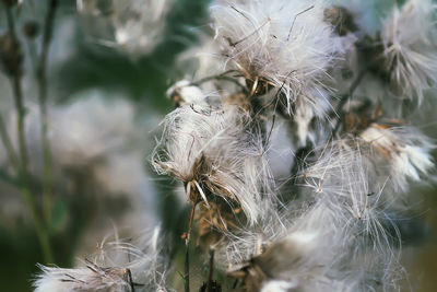 Close-up of wilted dandelion