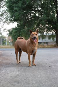 Portrait of dog standing on road