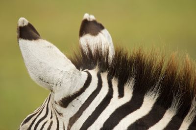 Close-up of zebra ears in ngorongoro conservation area