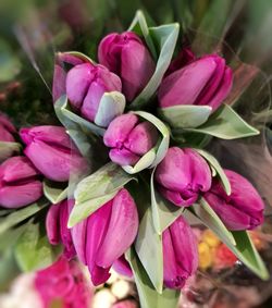 Close-up of pink flowers