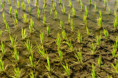 High angle view of corn field