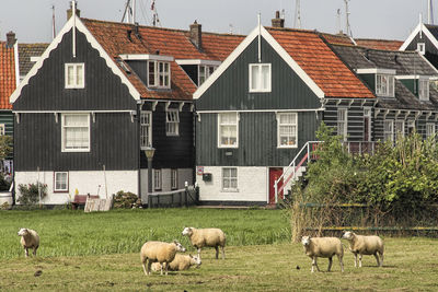 Sheep grazing on field by houses against sky