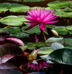 Close-up of lotus water lily in pond