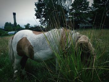 View of an animal on field