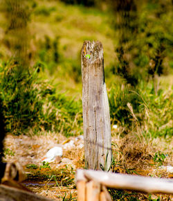 Close-up of wooden post on tree stump in field