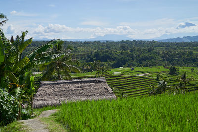 Scenic view of agricultural field against sky