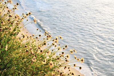 High angle view of plant on beach