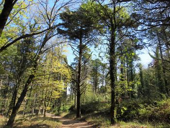 Low angle view of trees in forest