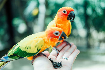 Close-up of parrot perching on hand
