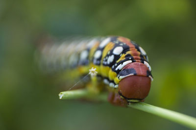 Close-up of insect on leaf