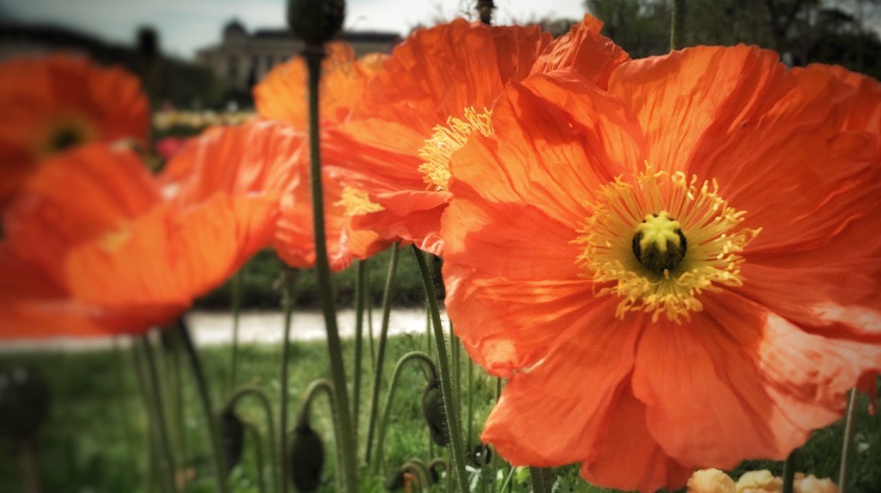 flower, petal, freshness, fragility, flower head, growth, beauty in nature, orange color, red, blooming, focus on foreground, nature, tulip, close-up, plant, in bloom, field, poppy, pollen, outdoors