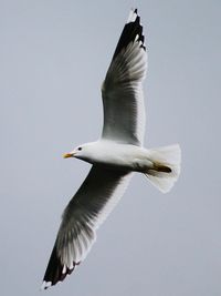 Low angle view of seagull flying