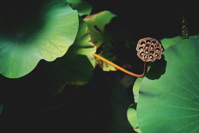 Close-up of butterfly on plant