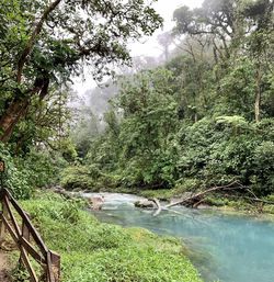 Scenic view of river amidst trees in forest