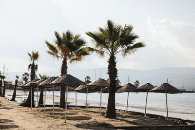 Palm trees on beach against sky