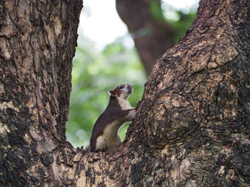 Squirrel on tree trunk