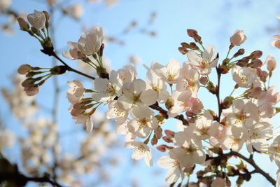 Low angle view of cherry blossoms in spring