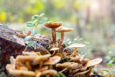 Mushrooms on a stump in the autumn forest close-up. vegan alternative to meat, rich in protein. 