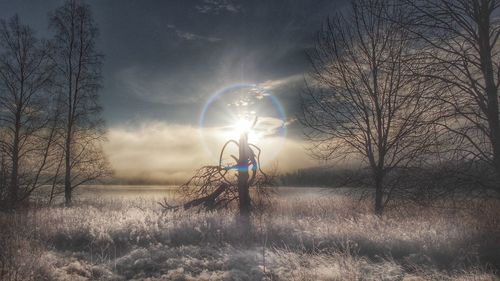 Silhouette of bare trees against sky at night