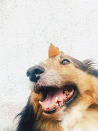 Portrait of dog sticking out tongue