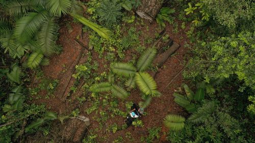 High angle view of person walking on field in forest