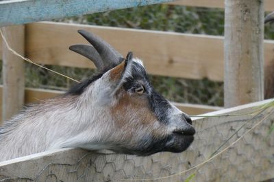 Close-up of a horse