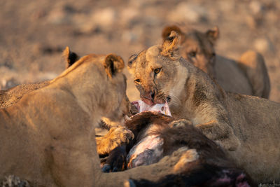 Lioness looking away