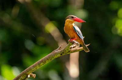 Close-up of bird perching on plant