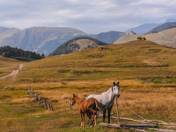 Horses in a field