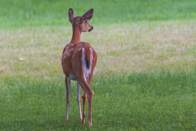 Deer standing on grass