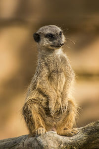 Close-up of meerkat sitting outdoors