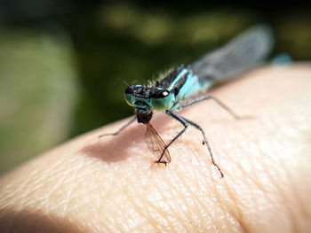 Close-up of insect on hand