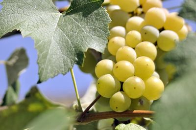 Close-up of grapes growing on tree