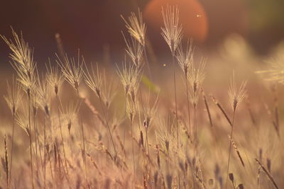 Close-up of wheat growing on field