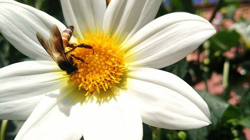 Close-up of insect on flower