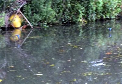 Reflection of trees in water